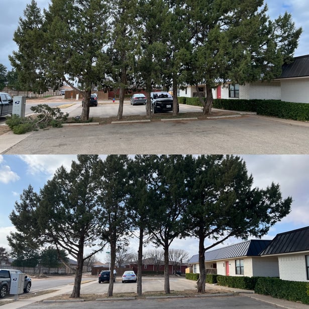 before and after pictures of with trees in front of it